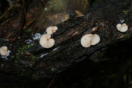 Image of <i>Crepidotus fuscovelutinus</i>