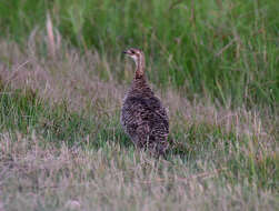 Image of Attwater's greater prairie-chicken