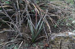 Image of Engelmann's false yucca