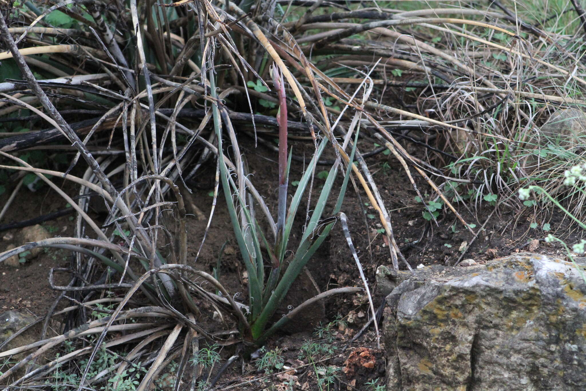 Image de Hesperaloe engelmannii Krauskopf ex Baker