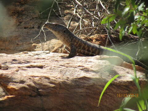 صورة Matobosaurus