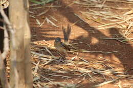 Image of Brown Prinia