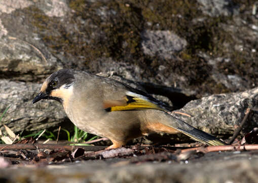 Image of Variegated Laughingthrush