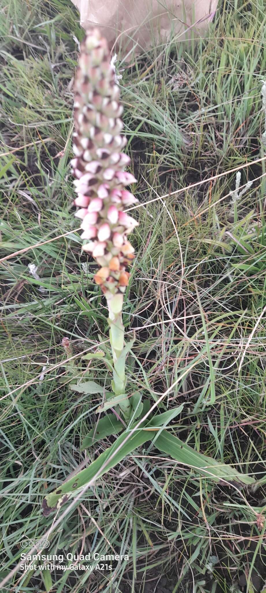 Image of Disa versicolor Rchb. fil.