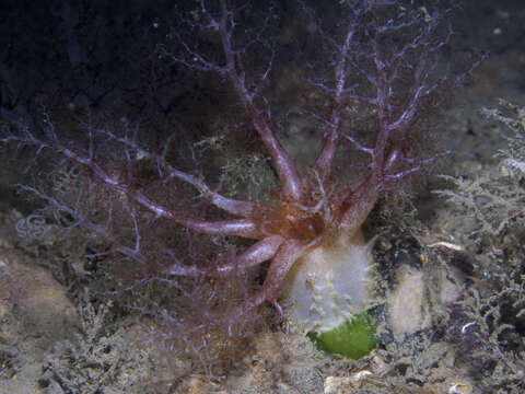 Image of Drummond's sea cucumber