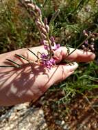 Sivun Astragalus gracilis Nutt. kuva