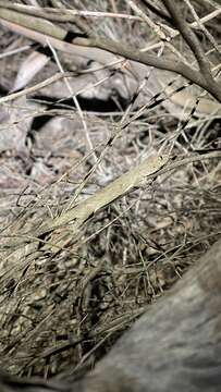 Image of Eastern Spiny-tailed Gecko