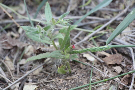 Слика од Nonea caspica (Willd.) G. Don