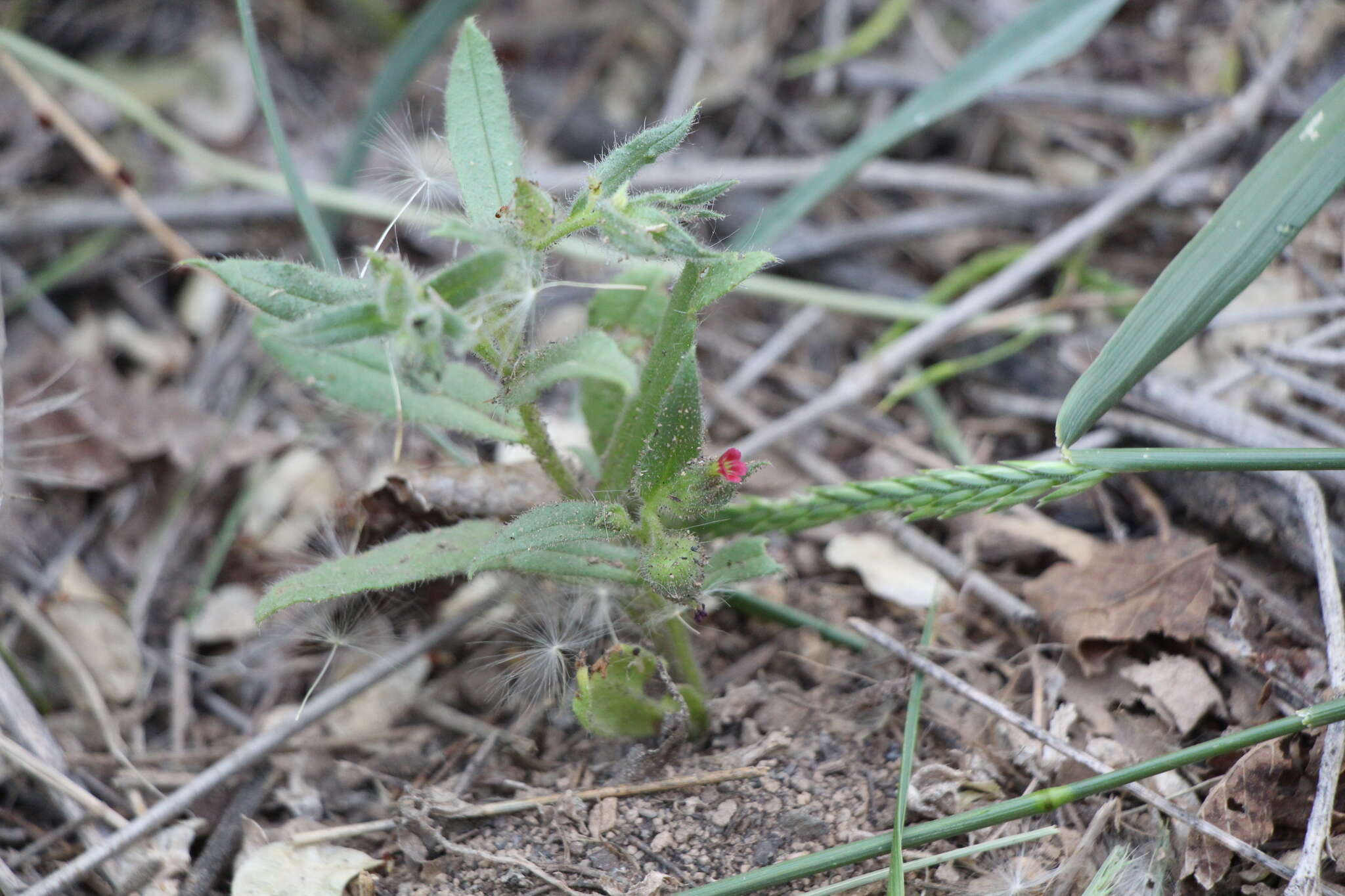 Слика од Nonea caspica (Willd.) G. Don