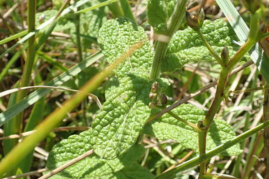 Imagem de Hilliardiella hirsuta (DC.) H. Robinson