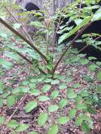 Image of Japanese angelica tree