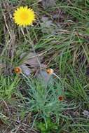 Image of Leucochrysum albicans (A. Cunn.) P. G. Wilson