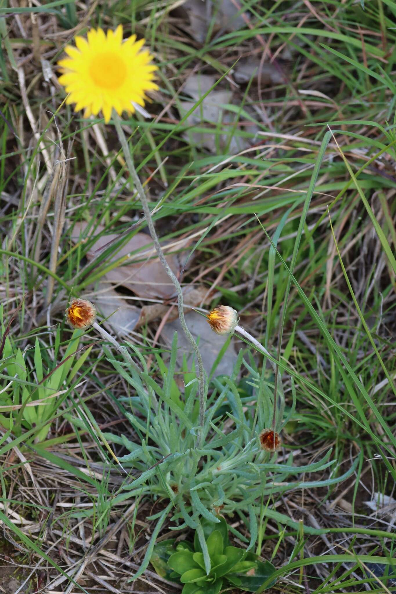 Image of Leucochrysum albicans (A. Cunn.) P. G. Wilson