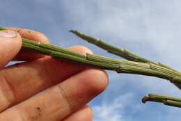 Image of Carmichaelia crassicaulis subsp. crassicaulis