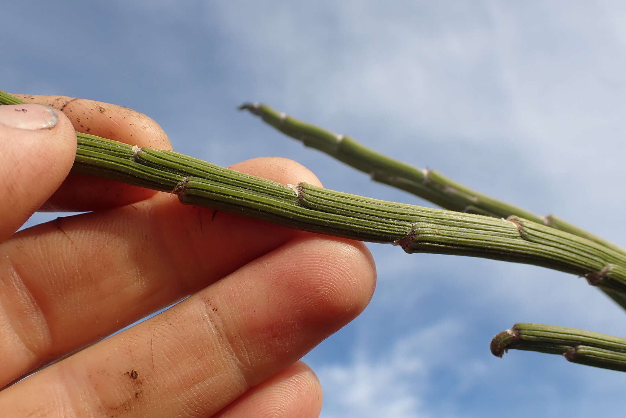 Image of Carmichaelia crassicaulis subsp. crassicaulis