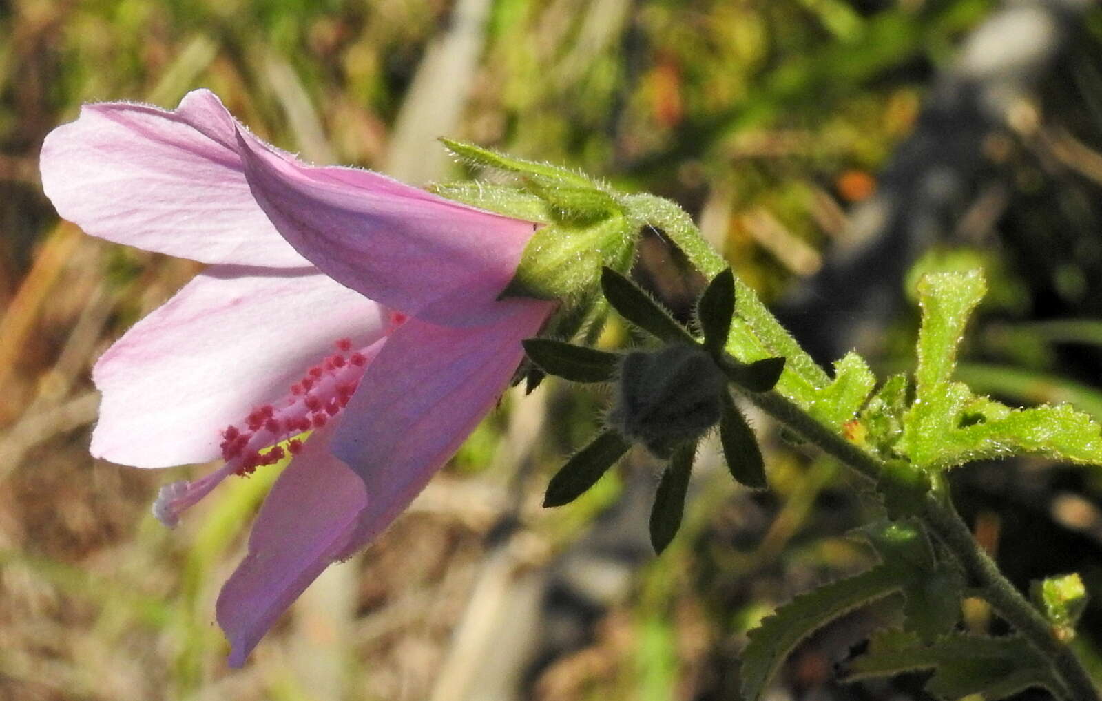 Image of Forest pink hibiscus