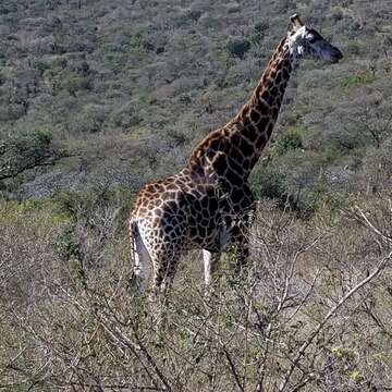 Image of Southern giraffe