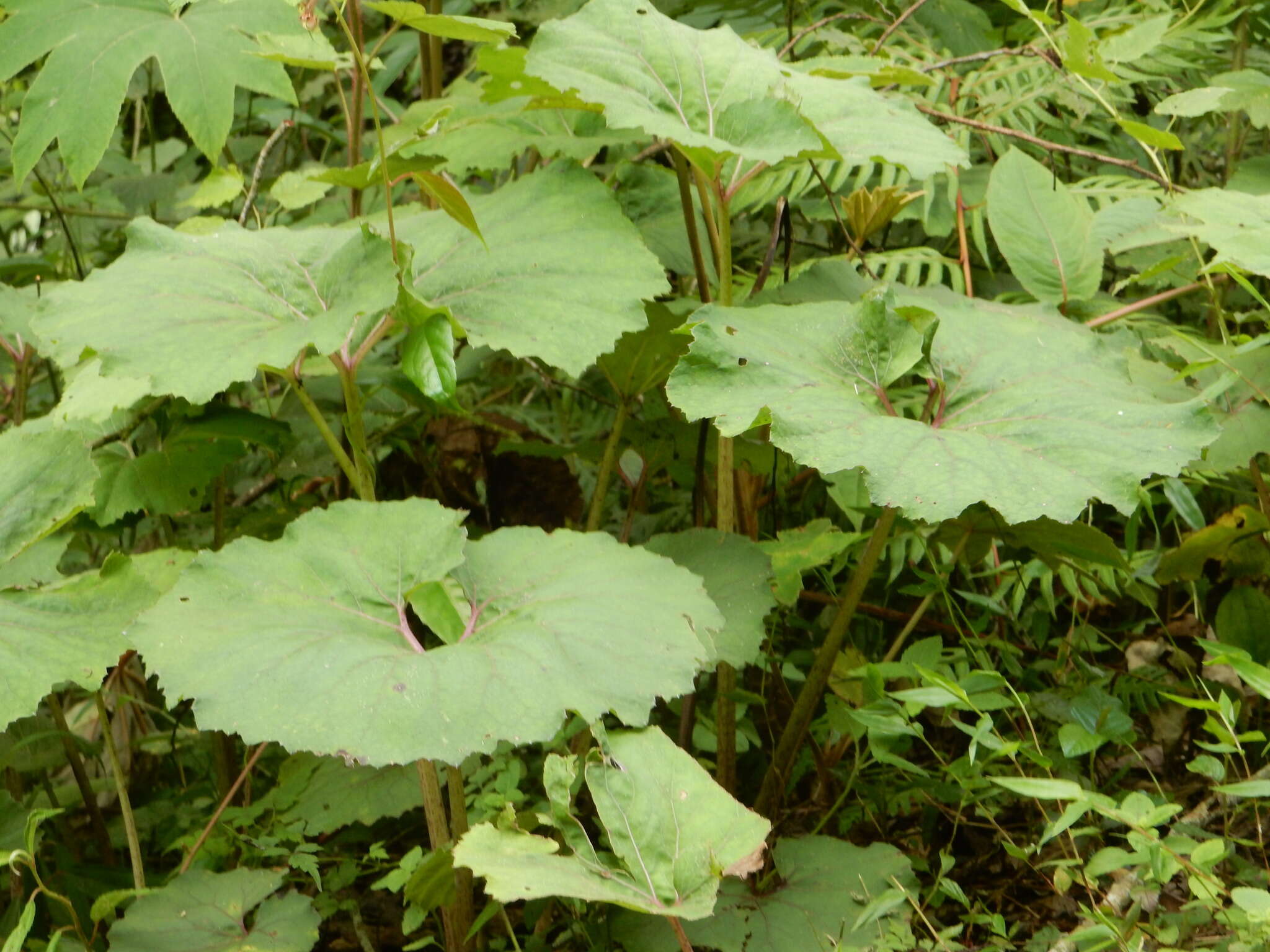 Image of Petasites formosanus Kitam.