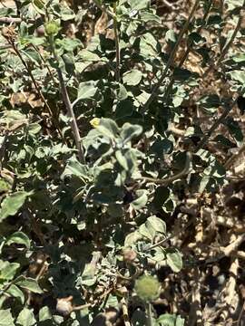 Sivun Encelia asperifolia (S. F. Blake) C. Clark & D. W. Kyhos kuva