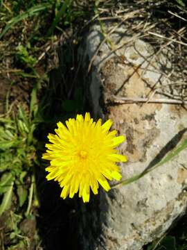 Image of Leontodon tuberosus L.