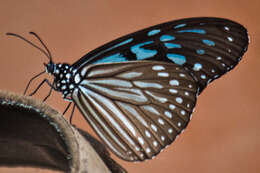 صورة Ideopsis vulgaris contigua Talbot 1939