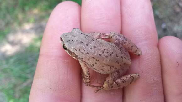 Image of Upland Chorus Frog