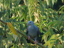 Image of Nilgiri Wood Pigeon