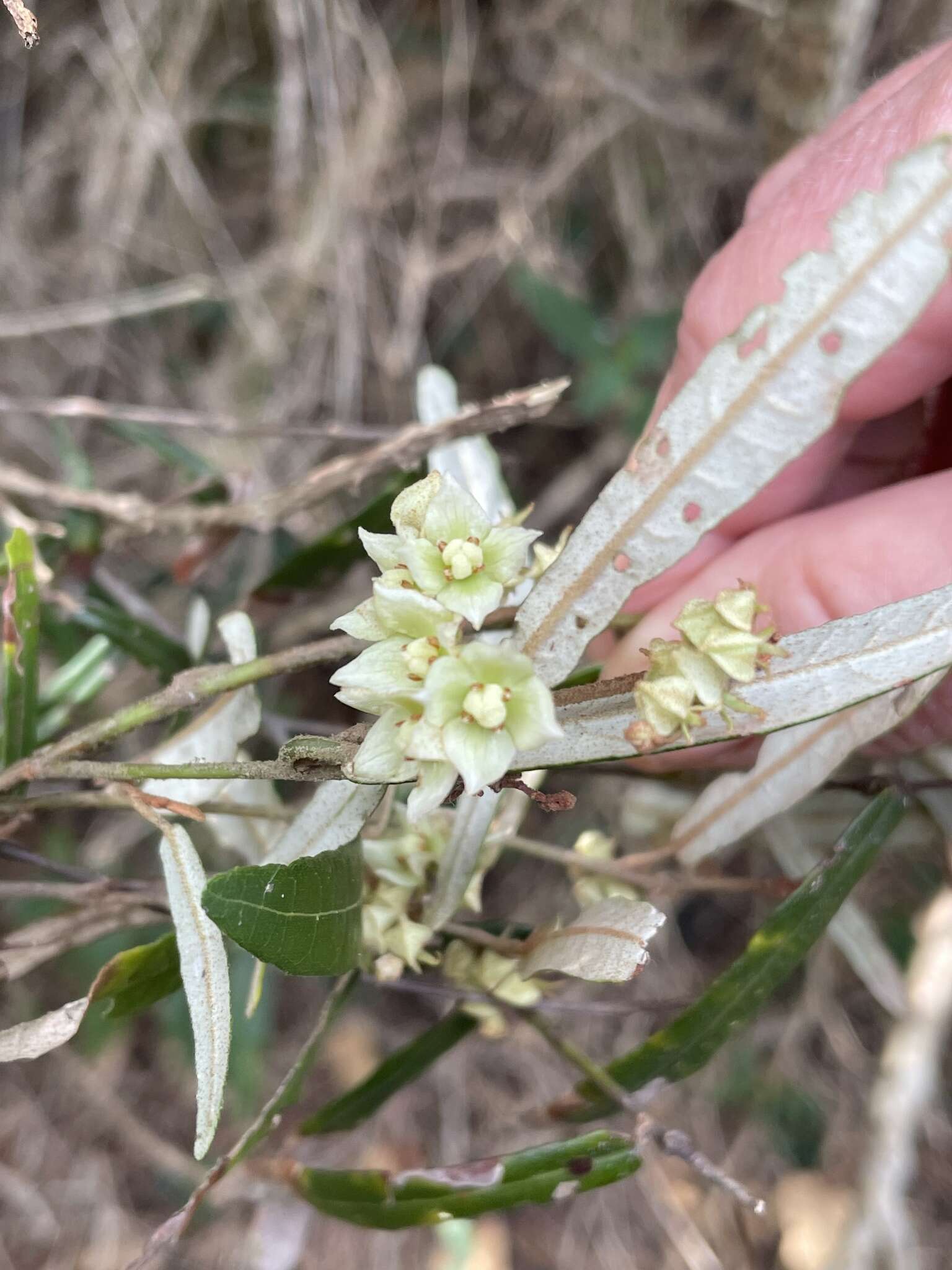 Imagem de Lasiopetalum ferrugineum Sm.