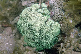 Image of Stony coral