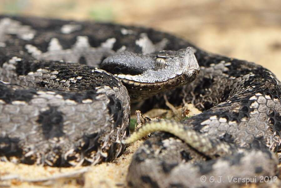 Image of Vipera latastei gaditana Saint Girons 1977