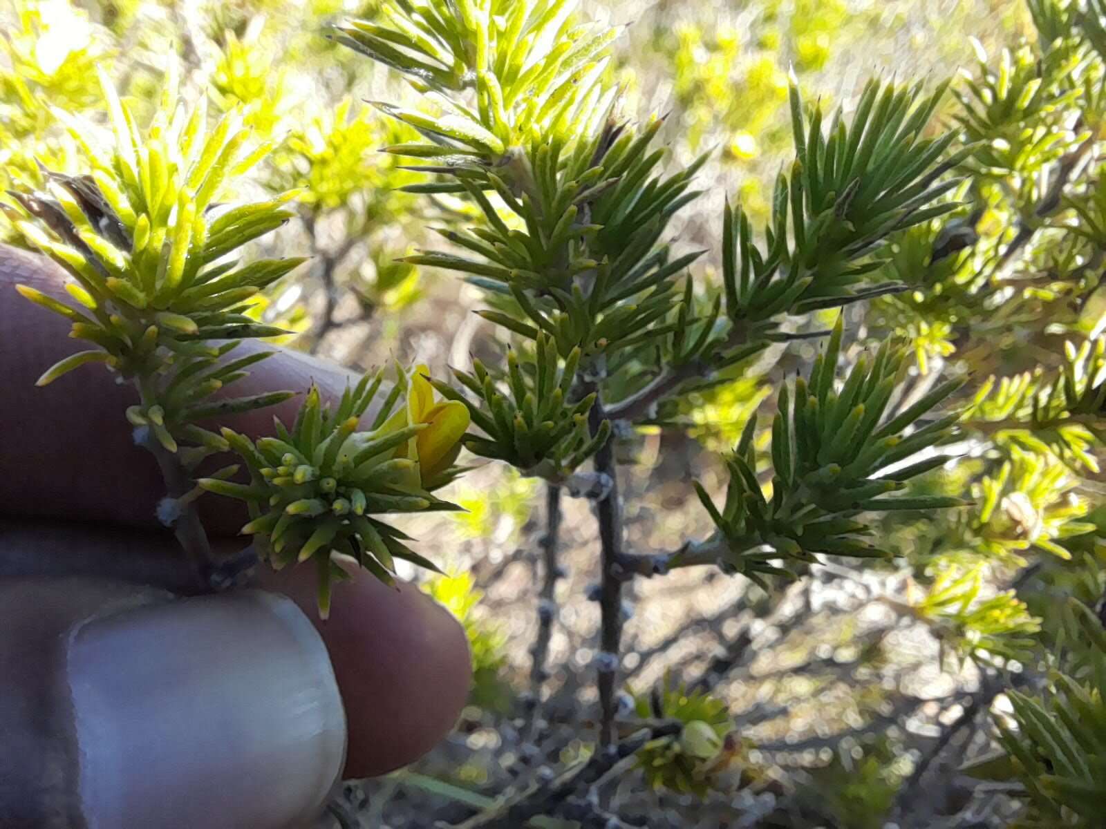 Слика од Aspalathus setacea Eckl. & Zeyh.