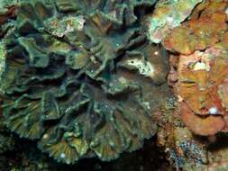 Image of Common lettuce coral