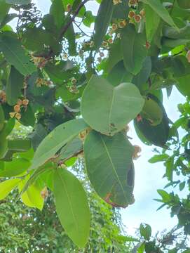 Image of Java rose apple