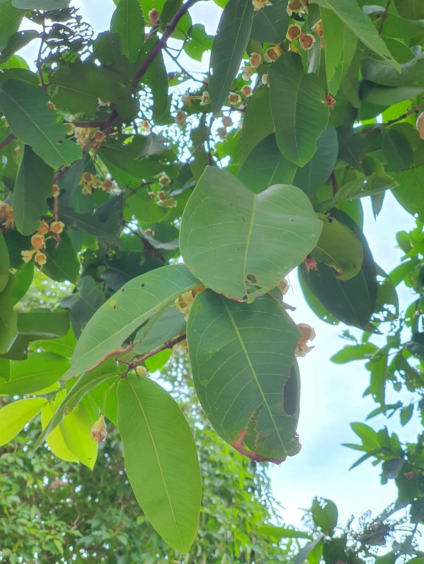 Imagem de Syzygium samarangense (Bl.) Merr. & L. M. Perry