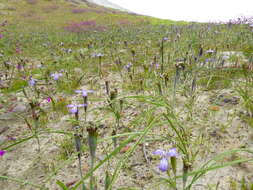 Image of Mastigostyla cyrtophylla I. M. Johnst.