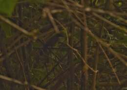 Image of Wayanad Laughingthrush