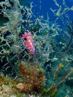 Image of Red lined slug