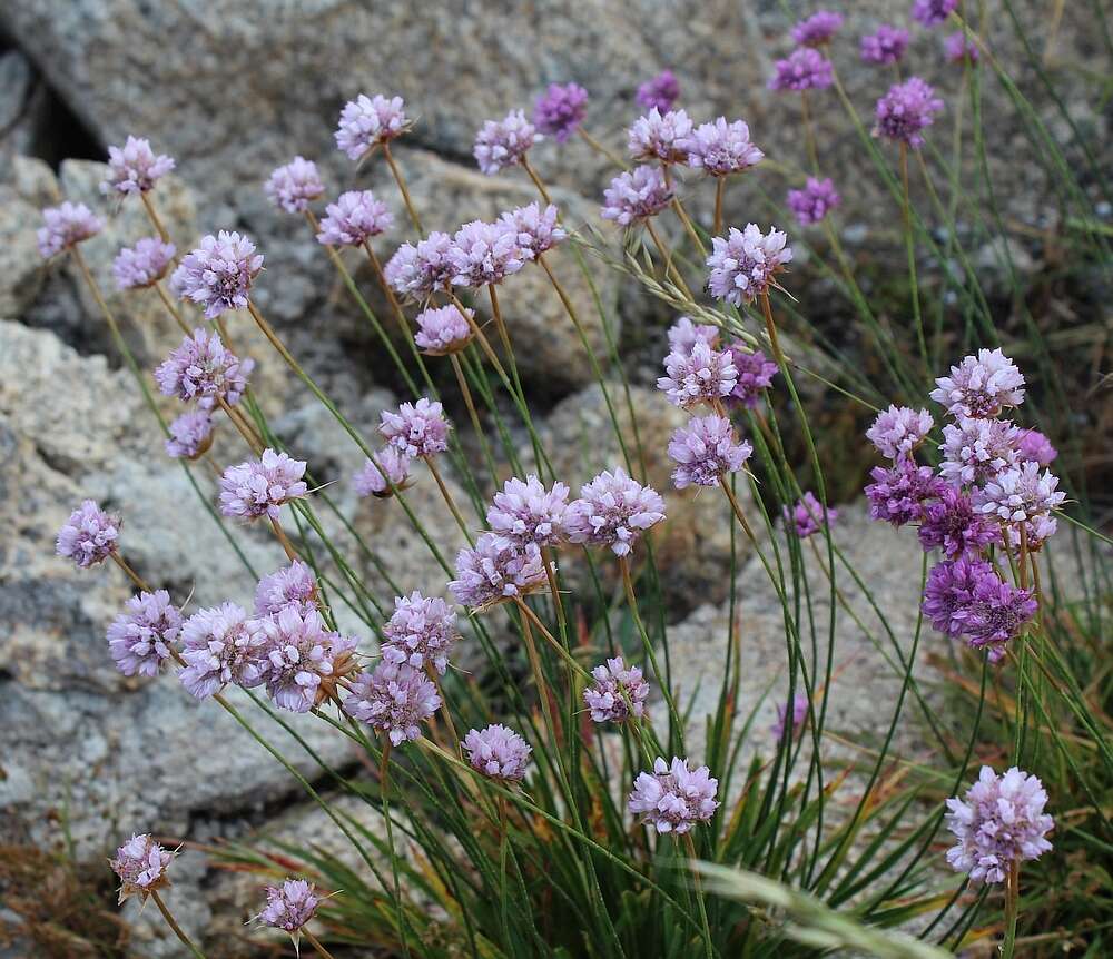 Image of Armeria sampaioi (Bernis) Nieto