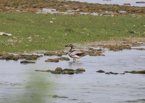 Image of Beach Stone-curlew