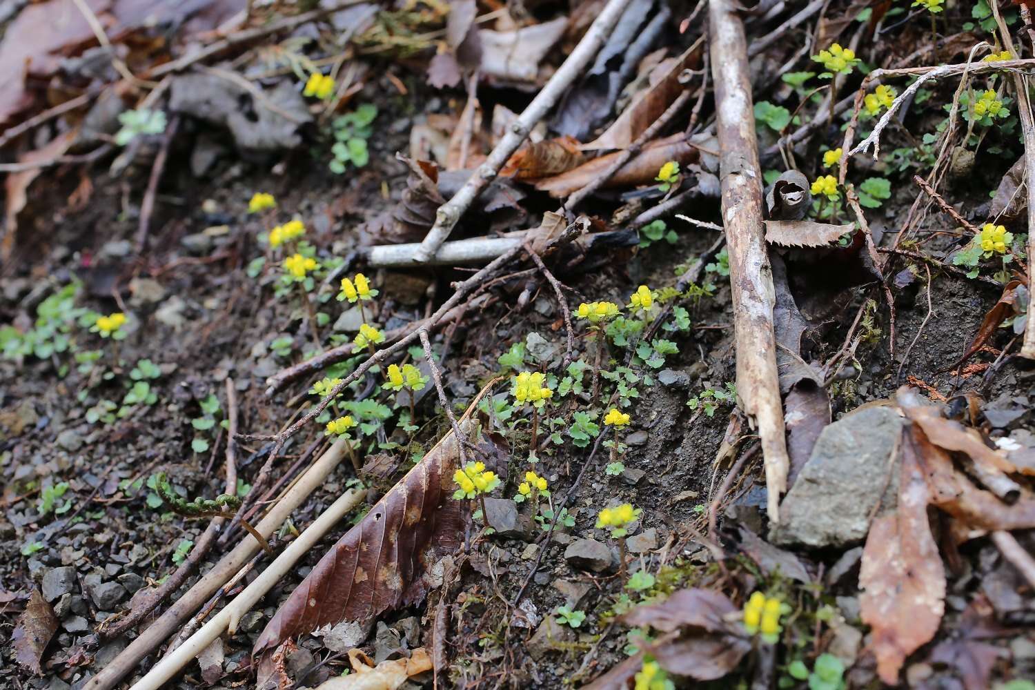 Plancia ëd Chrysosplenium pilosum var. sphaerospermum (Maxim.) Hara