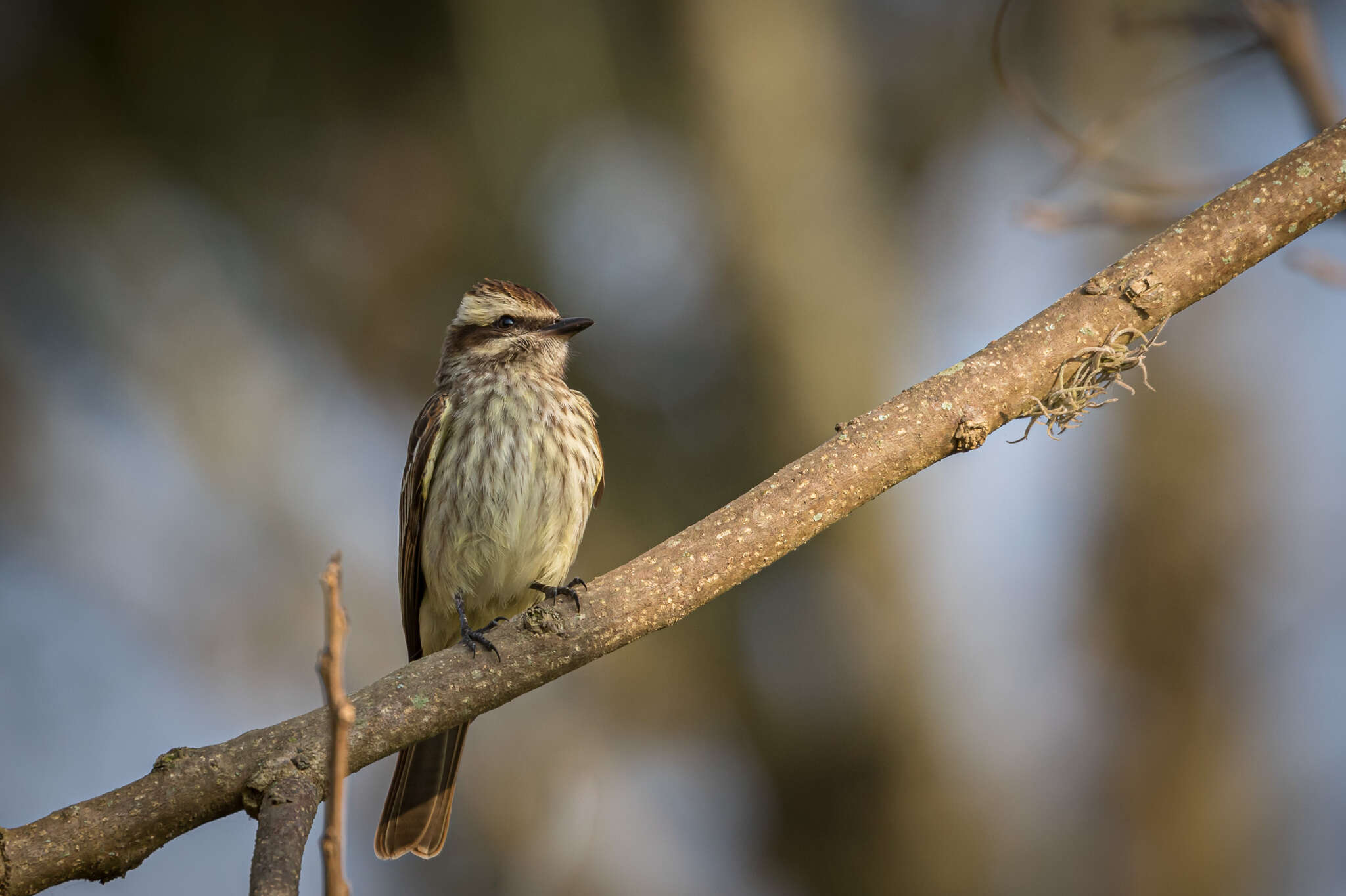 Plancia ëd Empidonomus varius varius (Vieillot 1818)