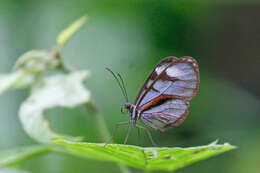 Imagem de Ithomia diasia morena Haensch 1903