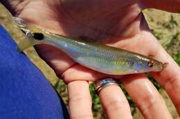 Image of Blacktail shiner