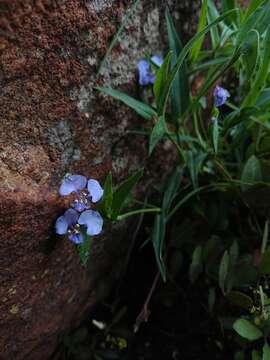 Commelina erecta subsp. livingstonii (C. B. Clarke) J. K. Morton的圖片