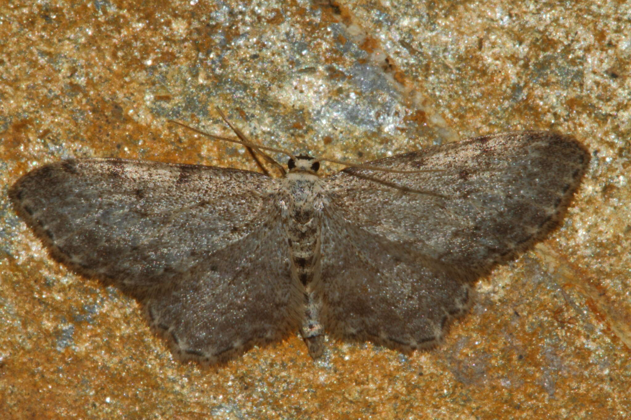 صورة Idaea incisaria Staudinger 1892