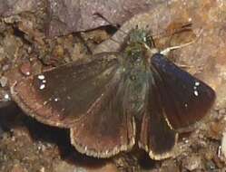 Image of Russet Skipperling