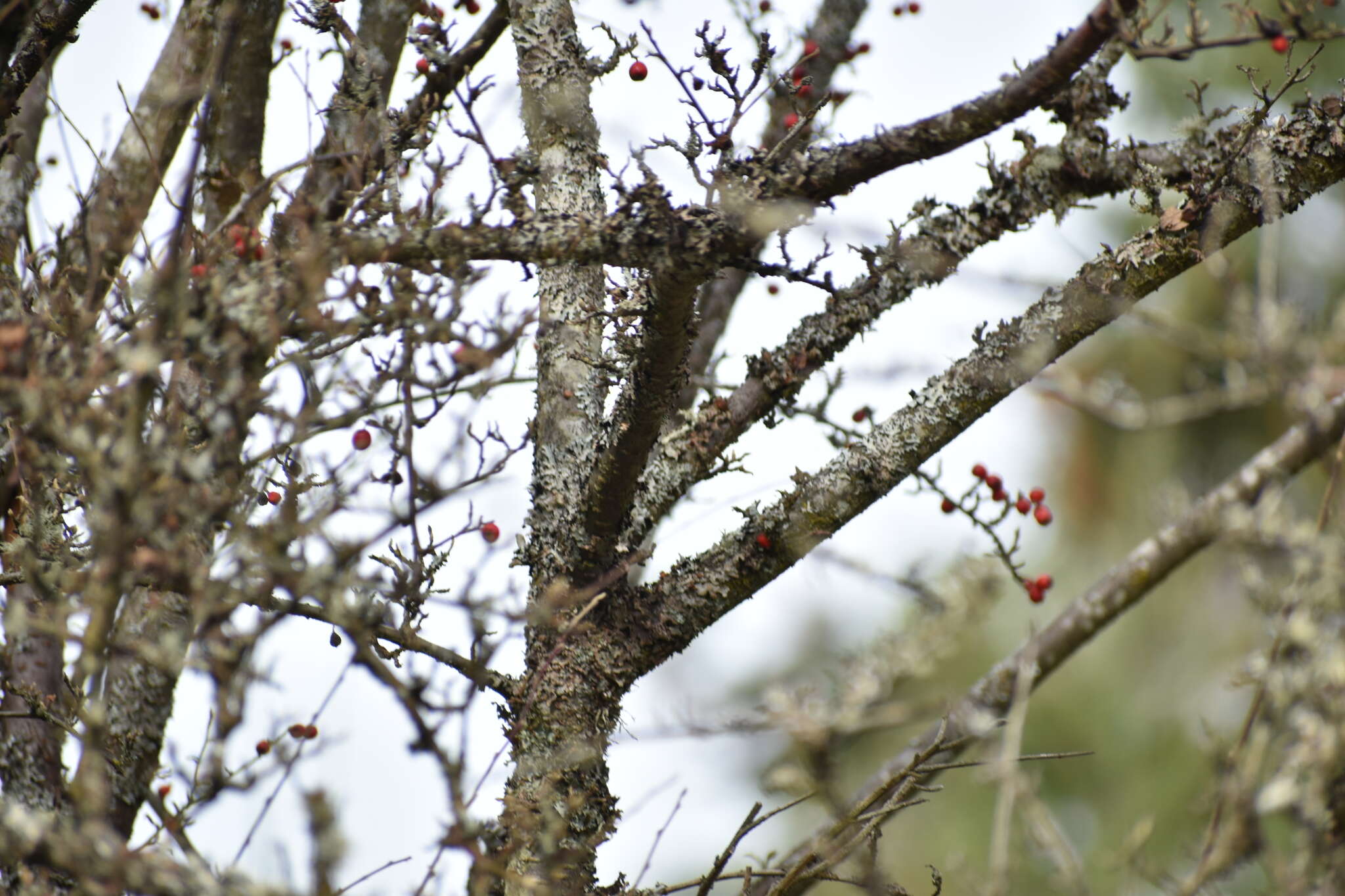 Image of Diels's cotoneaster