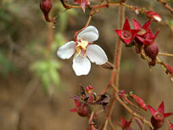 Imagem de Monochaetum floribundum (Schltdl.) Naud.