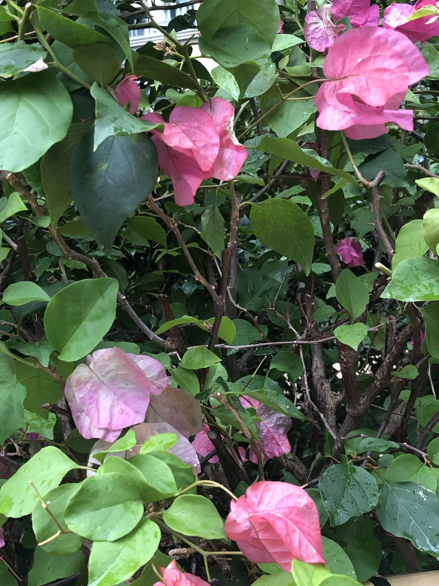 Bougainvillea spectabilis Willd. resmi