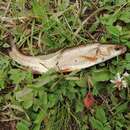 Image of Indus snowtrout